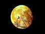 Il testo della Yellow moon Akeboshi