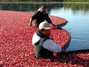 Il testo della Crazy Cranberries