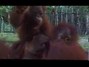Il testo della Hymn for orangutan Nilla Nielsen