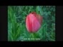 Il testo della Tulips and heather Perry Como
