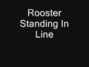 Il testo della Standing in line Rooster