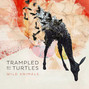 Lyrics of Lucy Trampled By Turtles