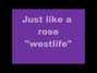 Il testo della Like a rose Westlife
