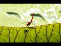 pochette album A minha menina