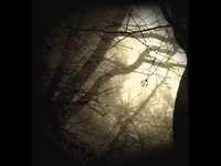 pochette album L'eveil de fafnir