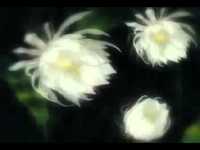 pochette album Afi prelude 12 -21