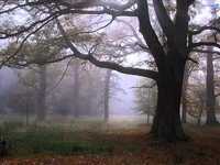 pochette album The melancholy spirit