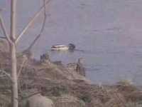 pochette album Lucy in the sky with diamonds