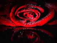 pochette album More love