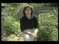 pochette album In the garden