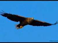 pochette album Ammonia avenue