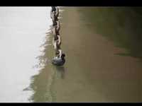 pochette album Call of the wild