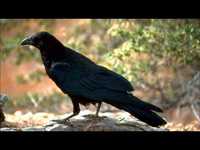 pochette album Sorrow