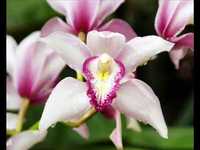 pochette album Curious thing