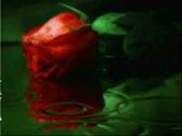 pochette album Fué en un café