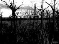 pochette album Shaletown