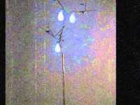 pochette album The pear tree