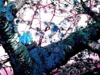 pochette album The tease the tear