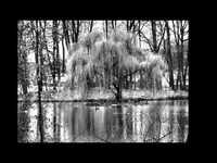 pochette album The willow