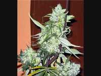 pochette album Bobby shaw is my tiga