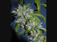 pochette album Comb my hair