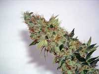 pochette album Crack raider razor