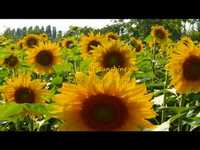 pochette album You are my sunshine