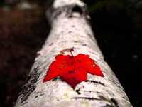 pochette album Dark consolation