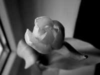 pochette album The lake