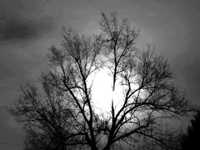 pochette album Emily