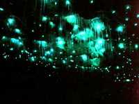 pochette album Glowworm