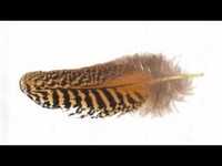 pochette album The waking of pertelotte