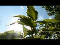 pochette album In a lover's eyes