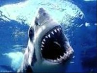 pochette album Billy, the themepark shark