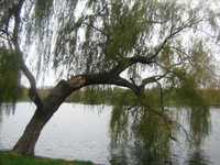 pochette album Ready to cry