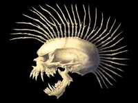 pochette album Elvis was a skinhead