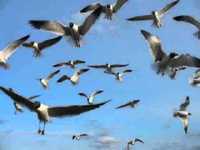 pochette album Fear of flying