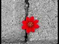 pochette album Famous flower of manhattan