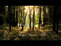 pochette album Desolate