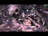 pochette album Skeleton farm