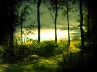 pochette album A tale from the deep woods