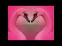 pochette album Share your love