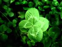 pochette album 4 leaf clover