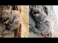 pochette album Bizarre