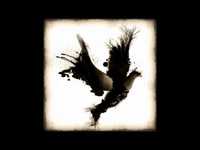 pochette album Black dove