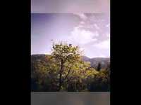 pochette album A day in the life of a tree