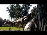 pochette album The lion sleeps tonight