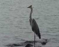 pochette album Tm song