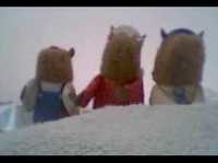 pochette album Squirrels