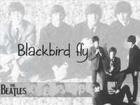 pochette album Blackbird